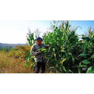 穗熟田畴丰收忙 石拐区“三资”管理走出统种共富路