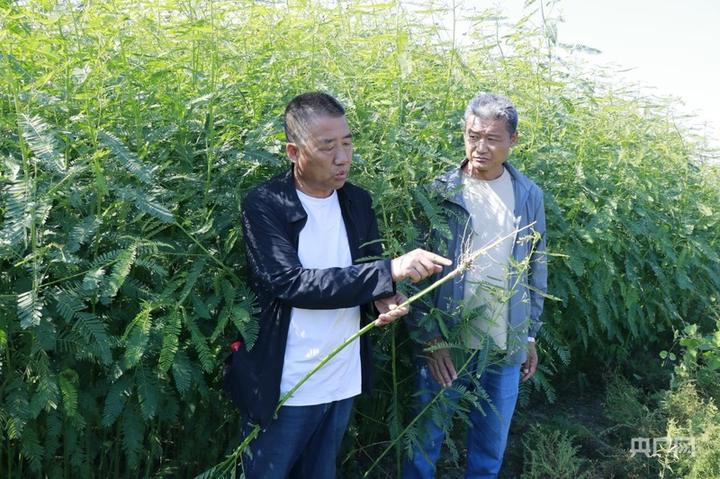 内蒙古通辽市:不毛之地破“碱”重生