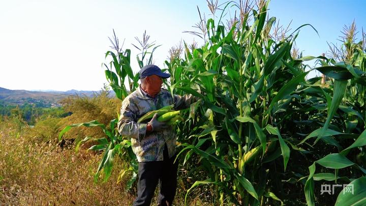 穗熟田畴丰收忙 石拐区“三资”管理走出统种共富路